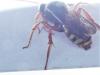 Nomada bifasciata